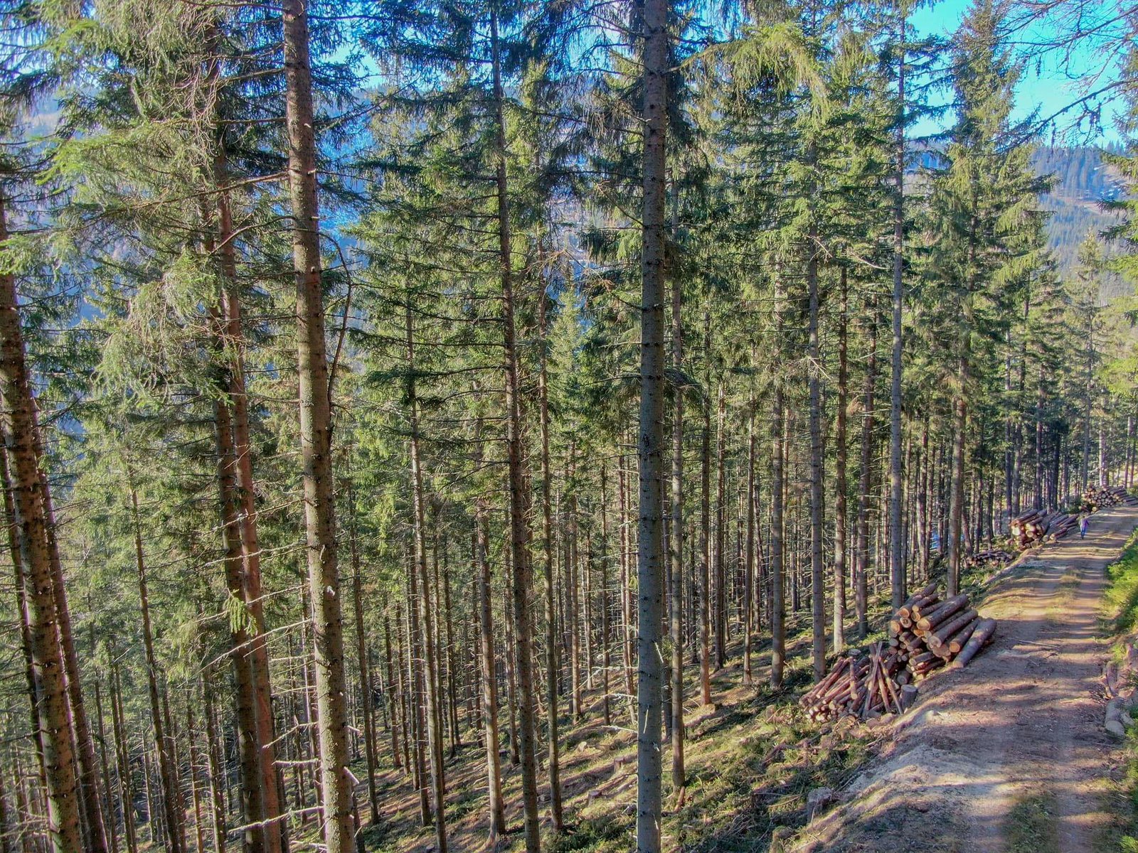 durchforsteter Wald von der Forstservice Eberhardt GmbH